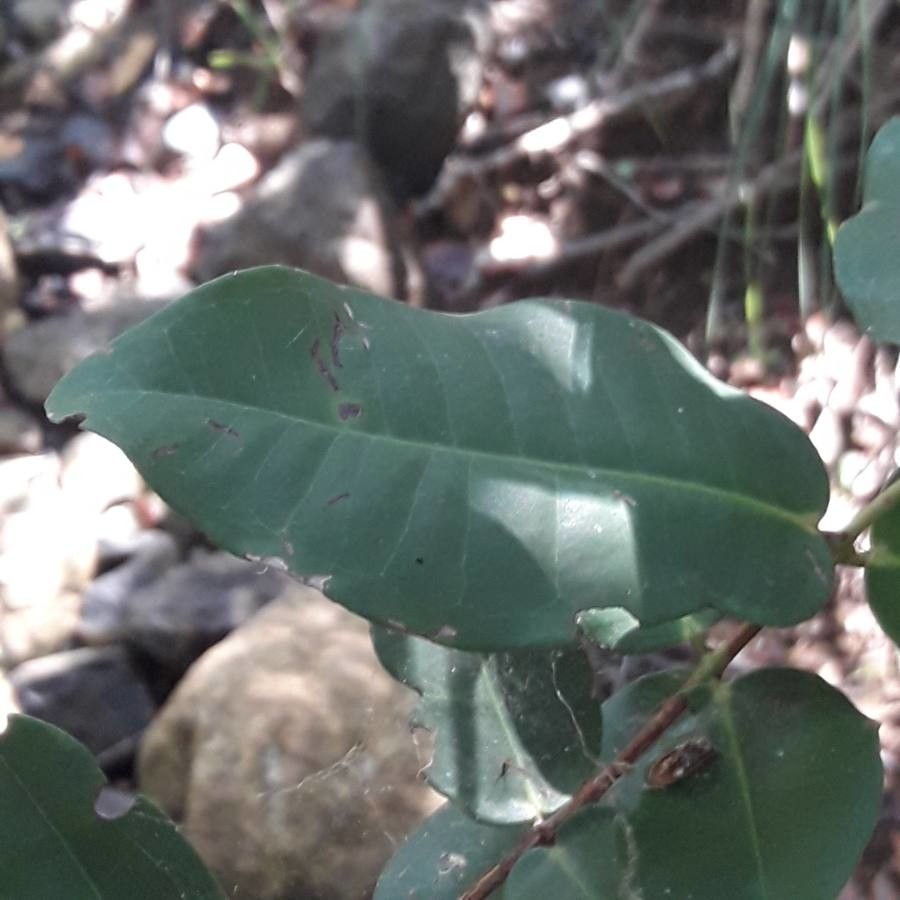 Syzygium lecardii leaf