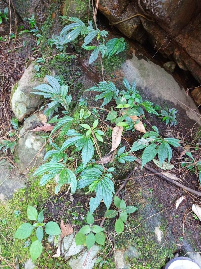 Elatostema lineolatum — houseplant care guide