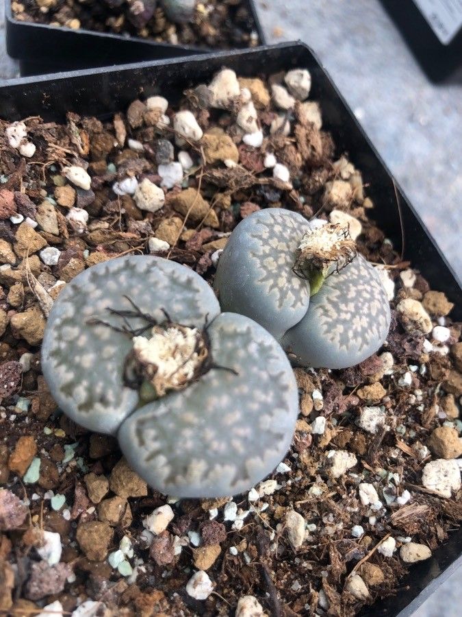 Lithops salicola leaf