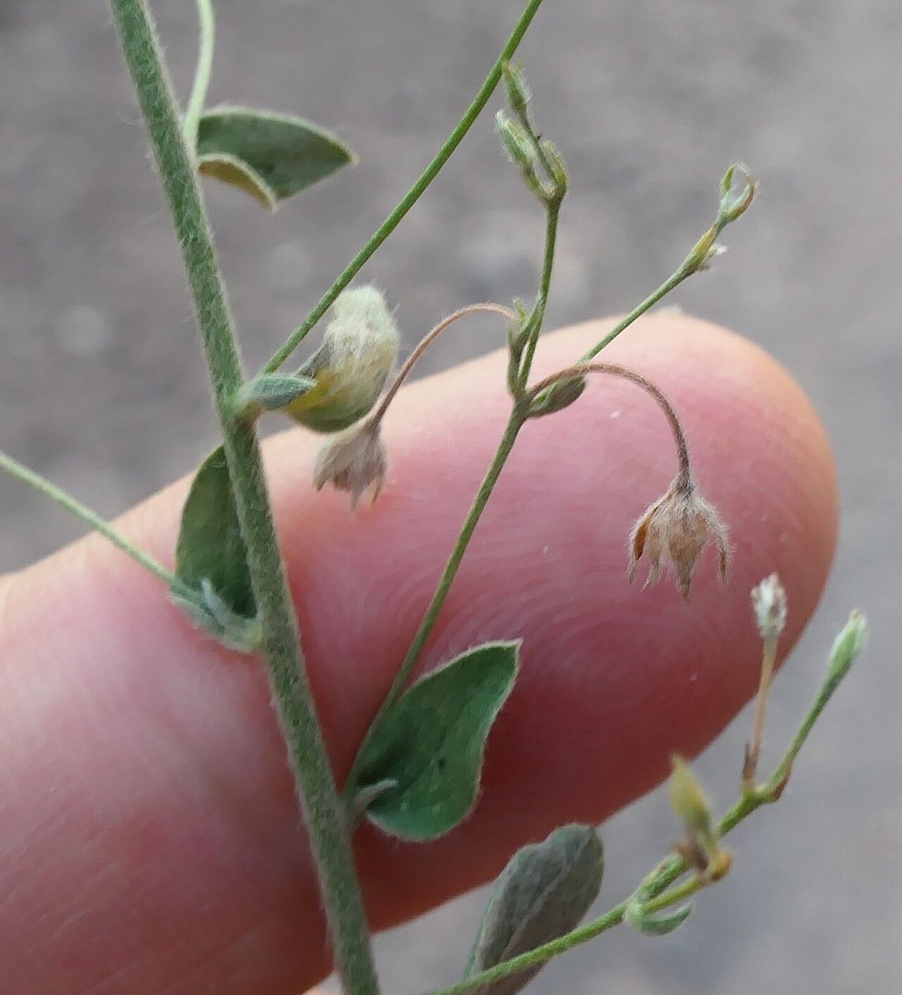 Evolvulus tenuis fruit