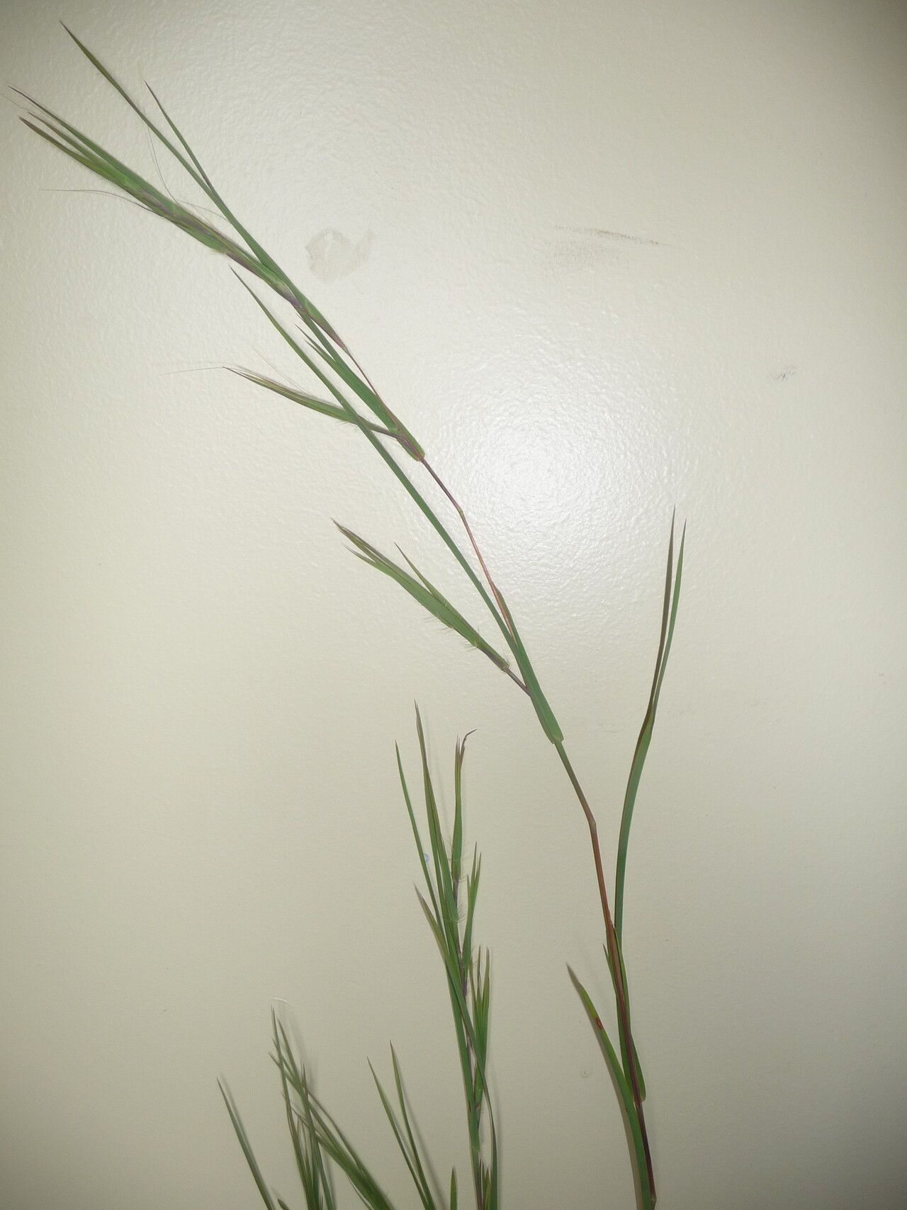 Themeda quadrivalvis leaf