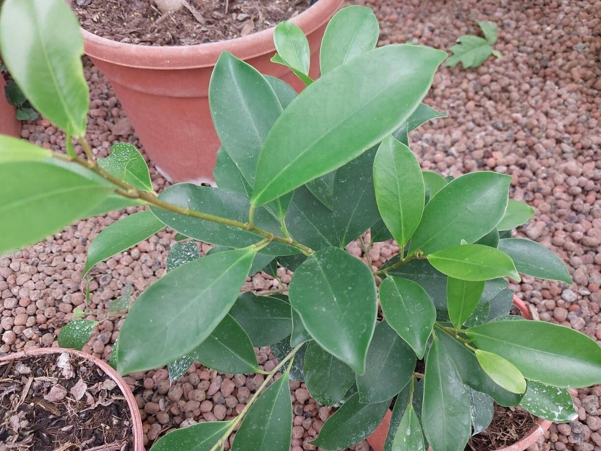 Ficus ampelos — search result for 'Bangladesh'