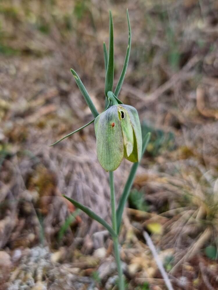 Fritillaria involucrata flower