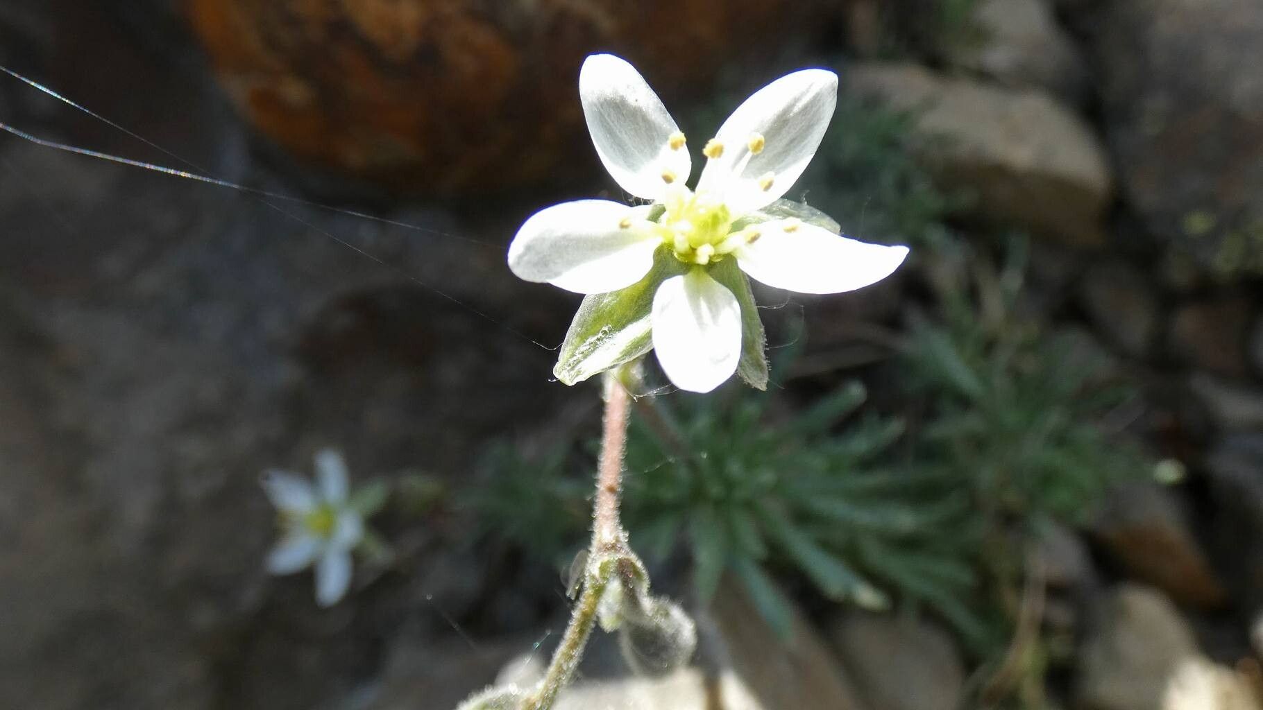 Spergula viscosa — houseplant care guide