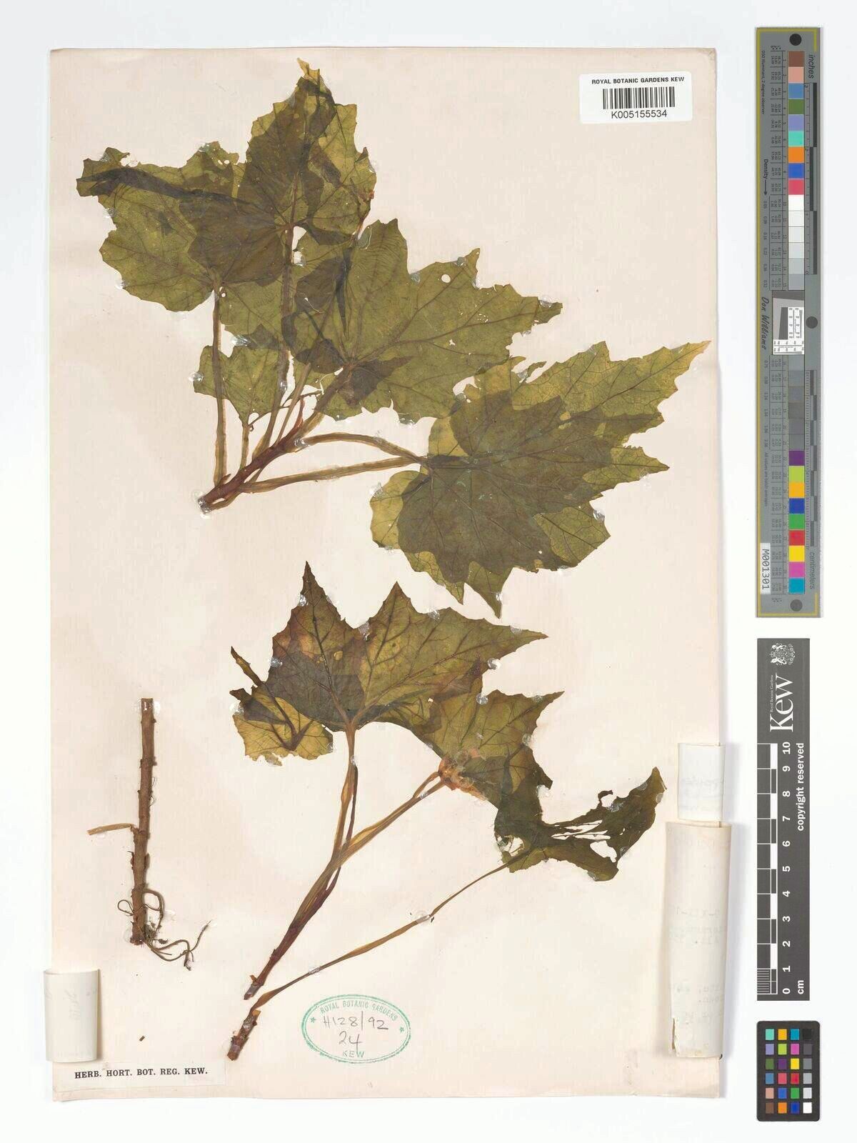 Begonia cladocarpoides — houseplant care guide