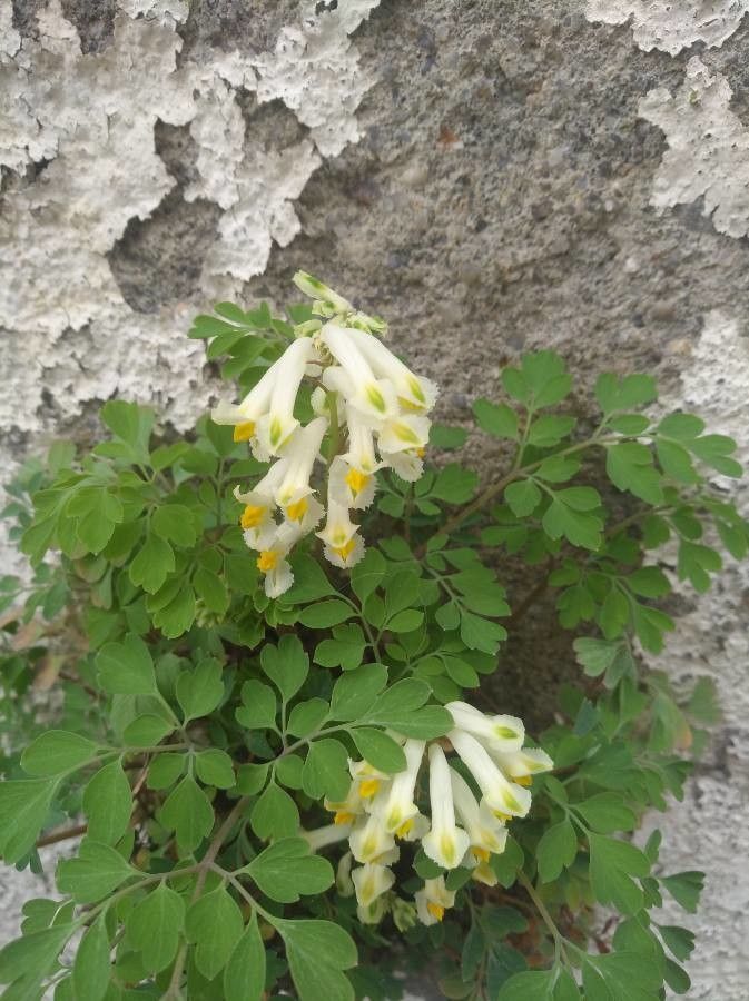 Corydalis ochroleuca flower