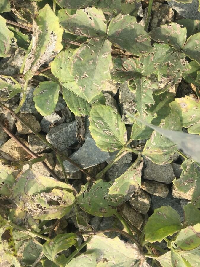 Cayratia trifolia leaf