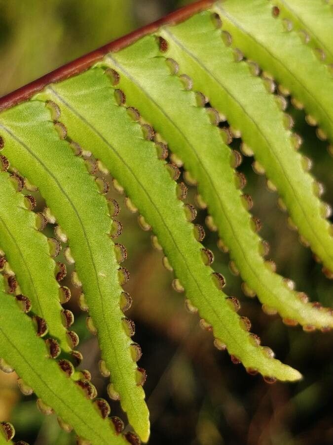 Nephrolepis abrupta fruit