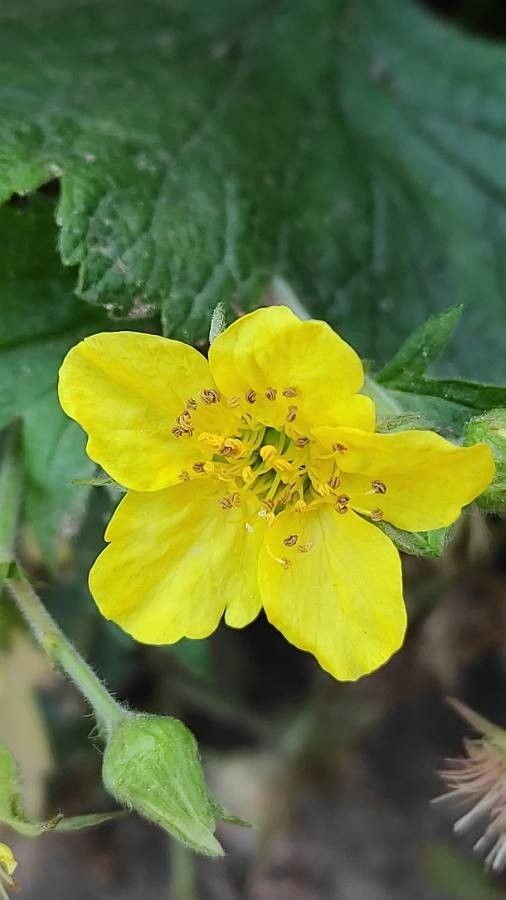 Waldsteinia ternata flower