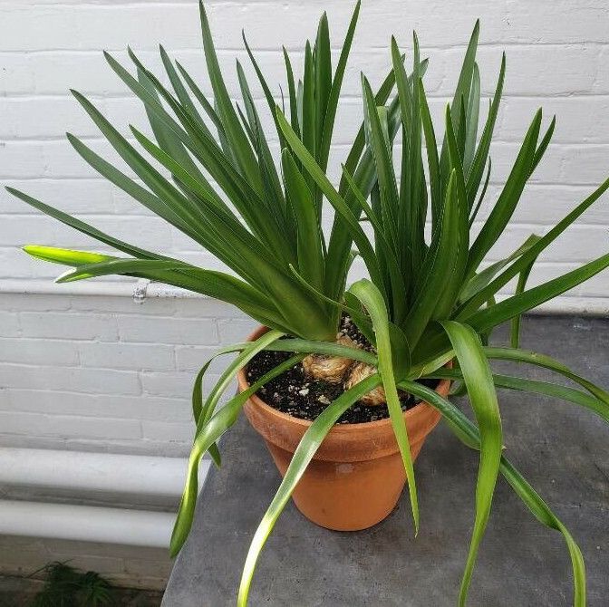 Scilla peruviana habit