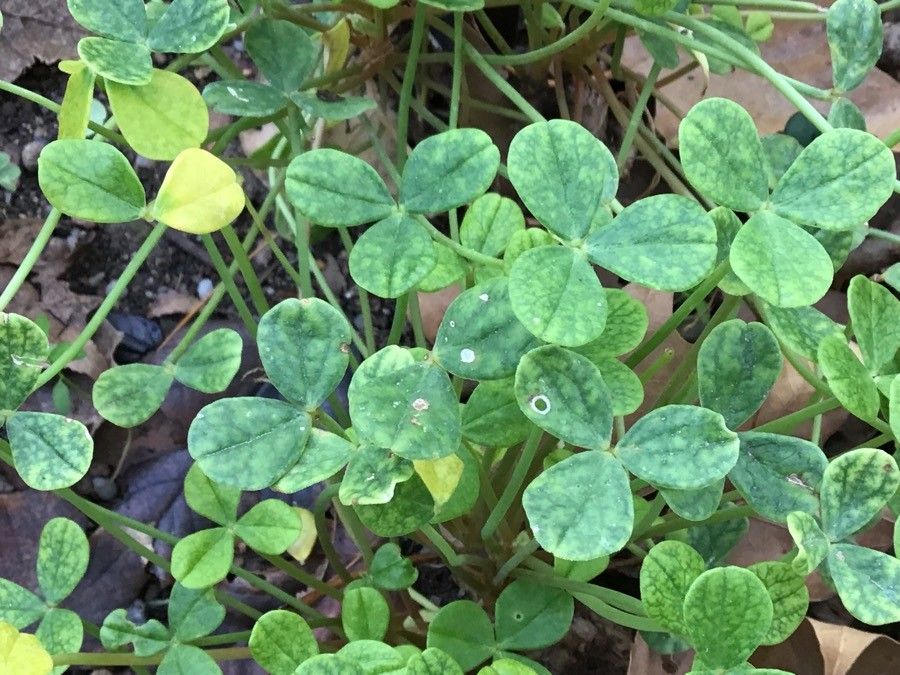 Oxalis megalorrhiza — search result for 'Oxalis'