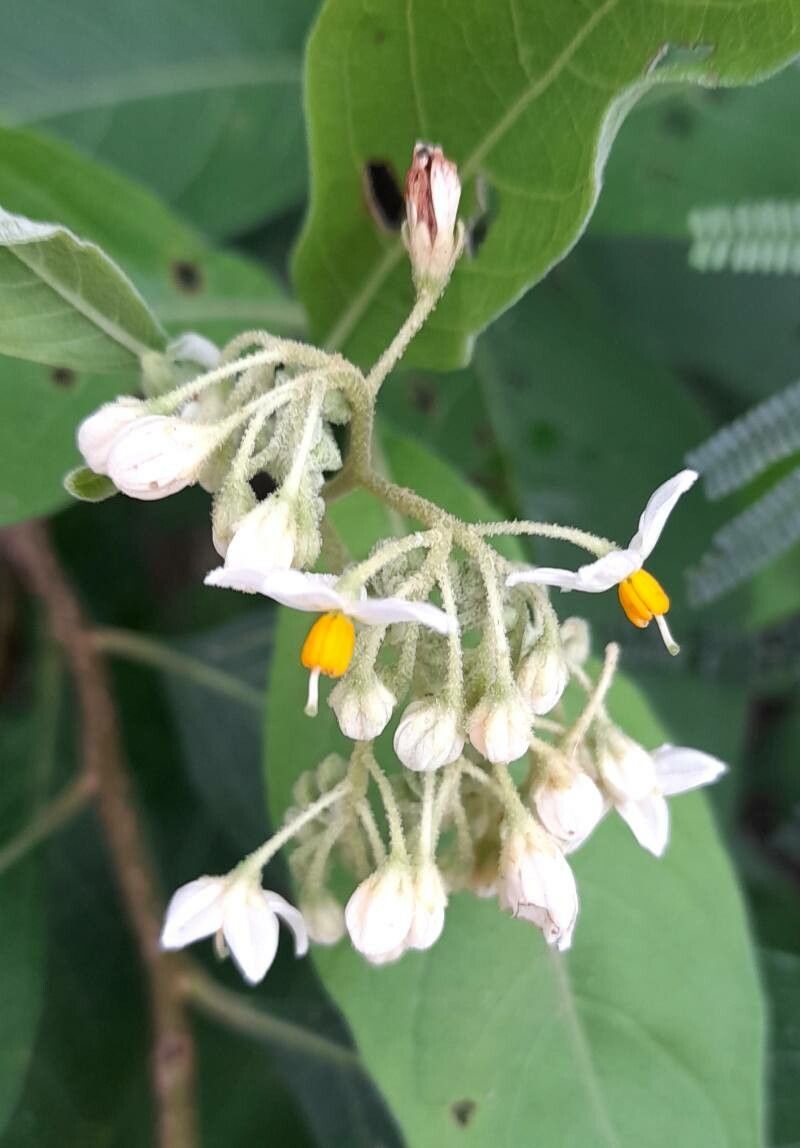 Solanum argentinum flower