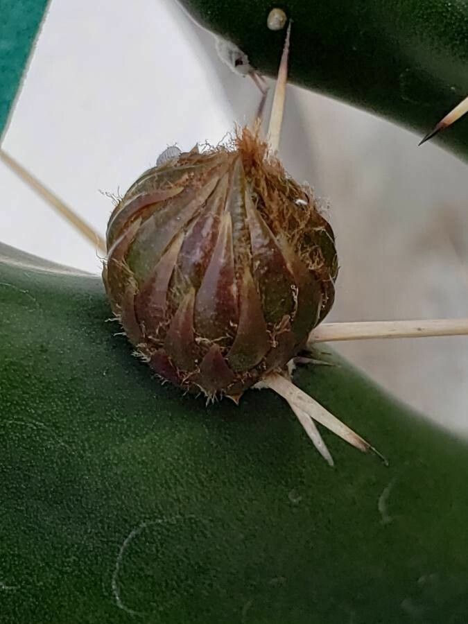 Harrisia regelii flower