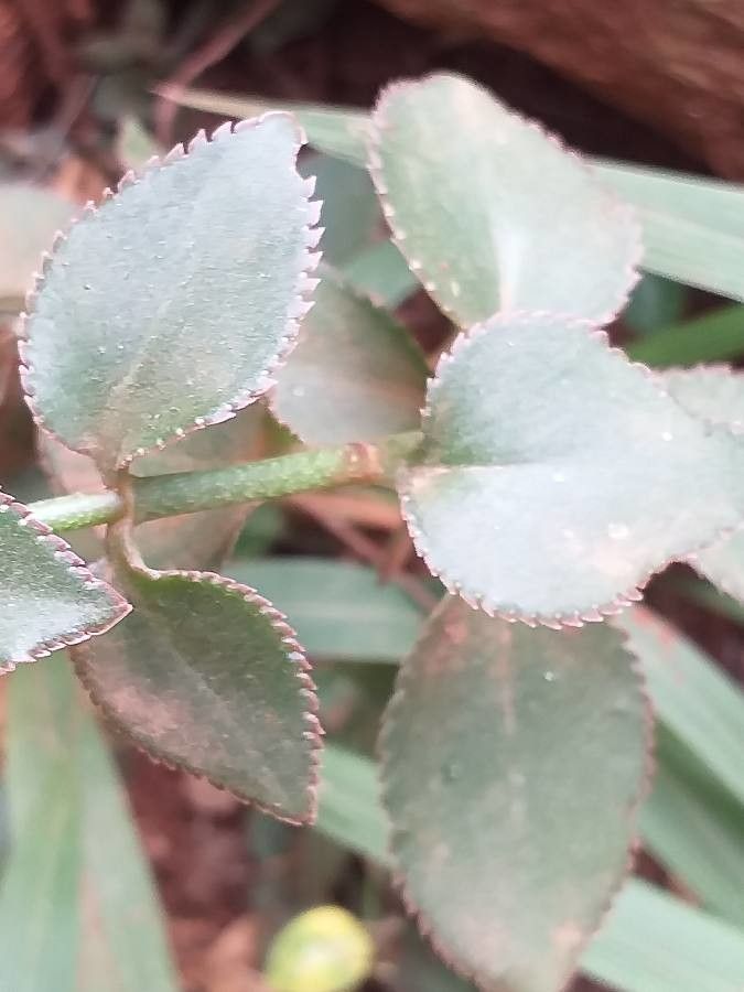 Kalanchoe lateritia — search result for 'Kalanchoe'