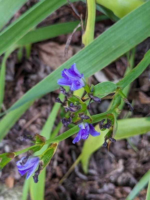 Dianella longifolia — search result for 'Dianella'