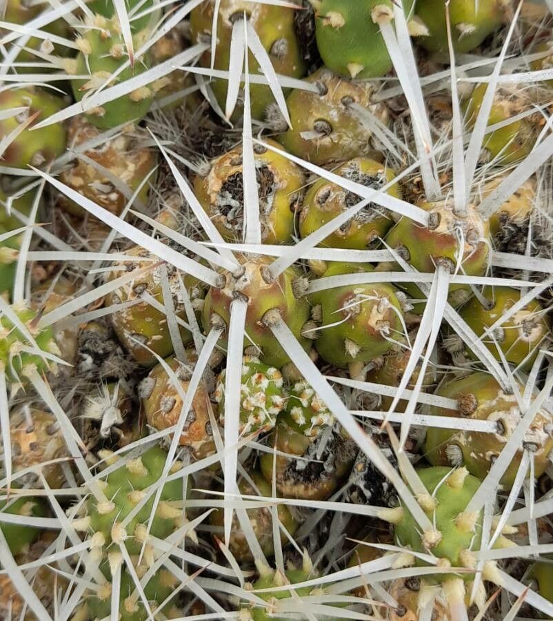 Maihueniopsis glomerata leaf