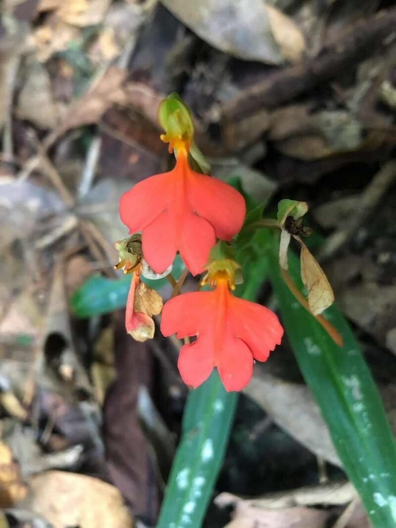 Habenaria rhodocheila — houseplant care guide