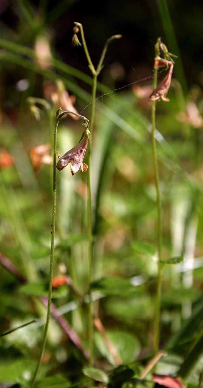 Linnaea borealis fruit