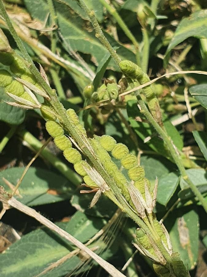 Alysicarpus glumaceus fruit