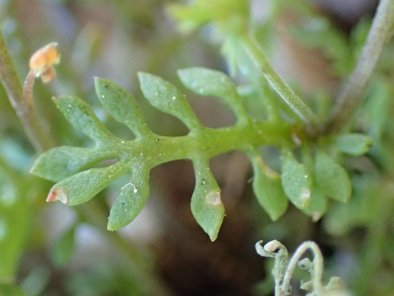 Hornungia petraea — related species from the same genus