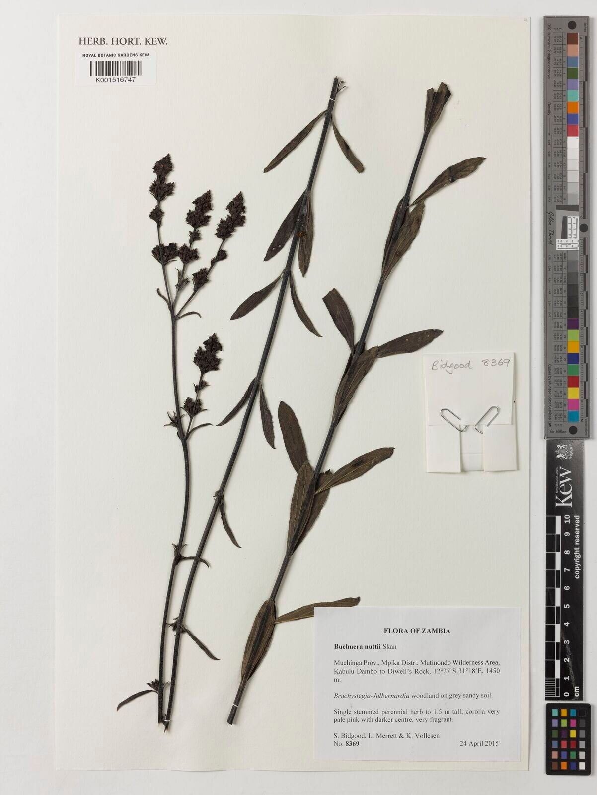 Buchnera nuttii — houseplant care guide