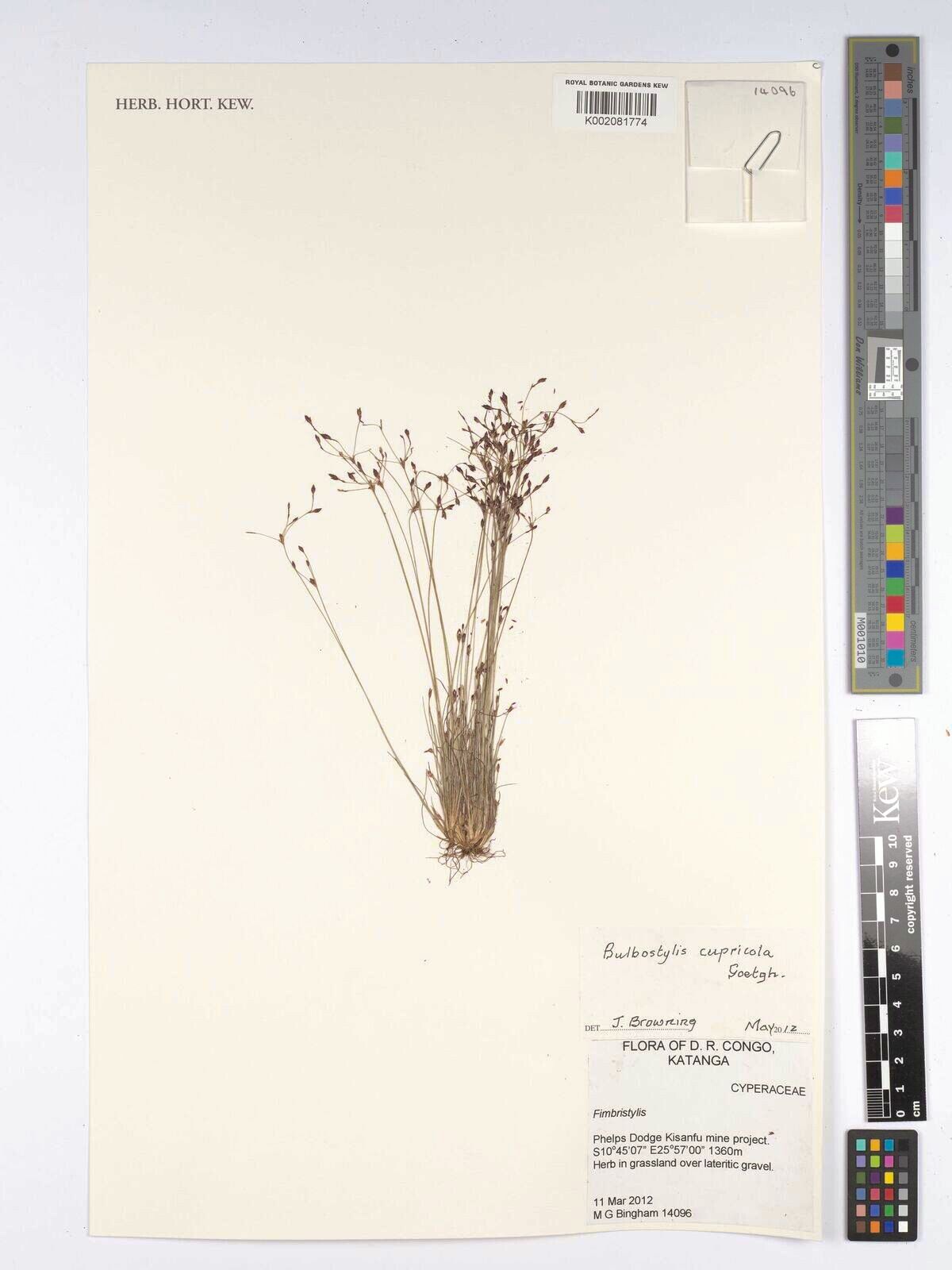 Bulbostylis cupricola — houseplant care guide