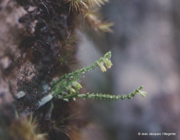 Taeniophyllum graptolitum habit