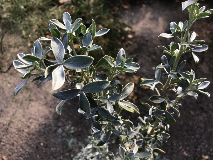 Adenocarpus bacquei leaf