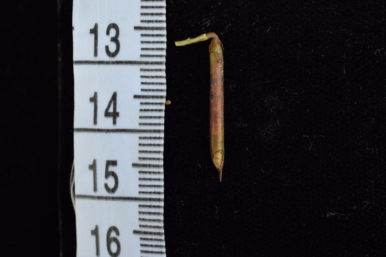 Indigofera cylindracea — houseplant care guide