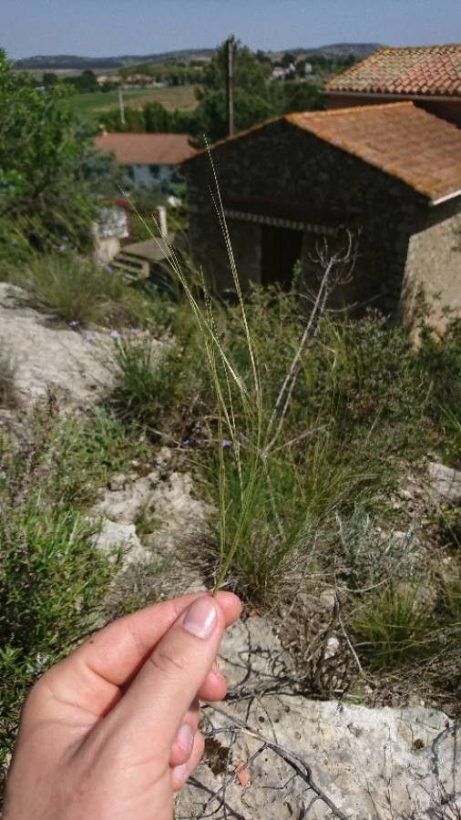 Stipa capillata flower