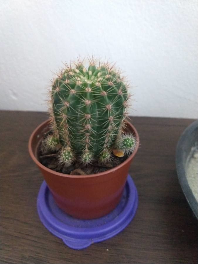 Echinocereus pectinatus leaf