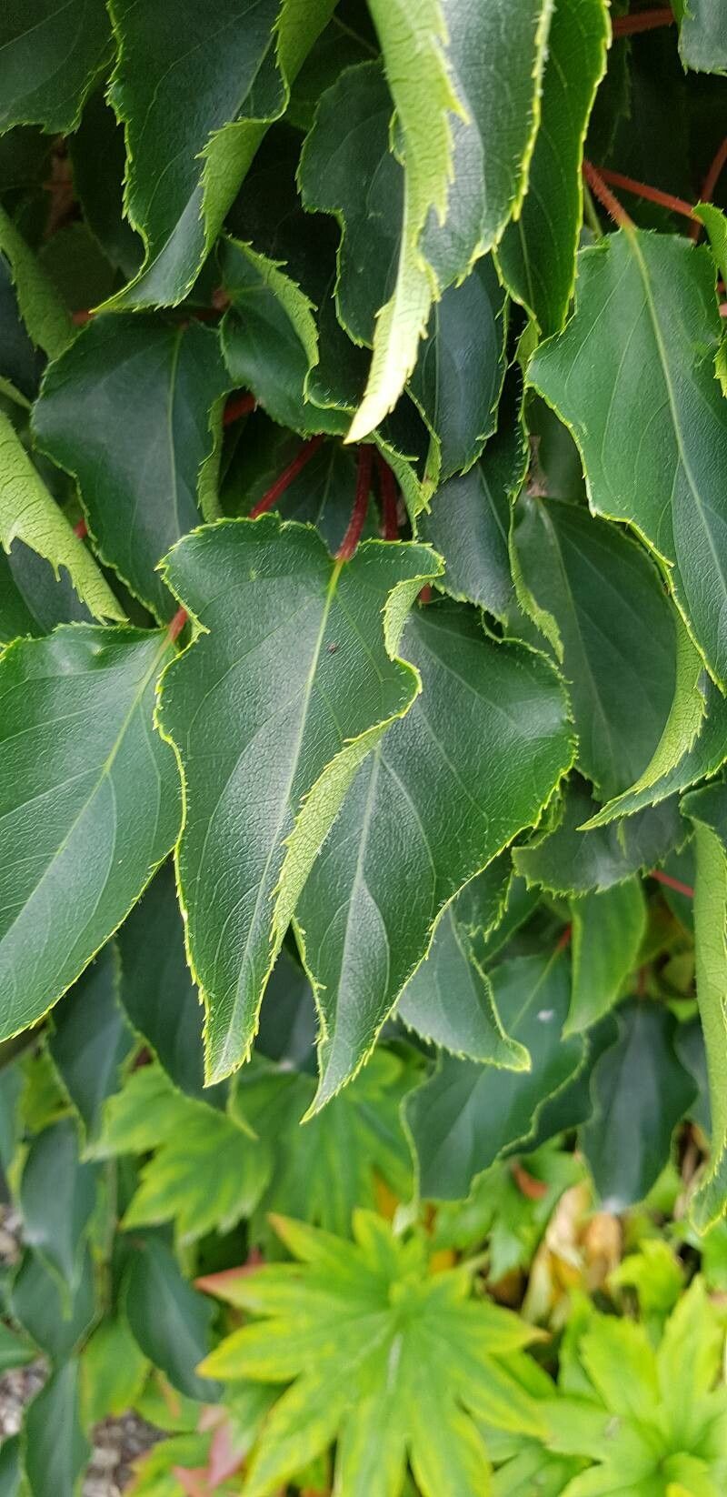 Actinidia melanandra