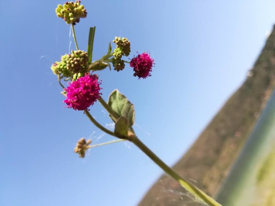 Boerhavia coccinea flower