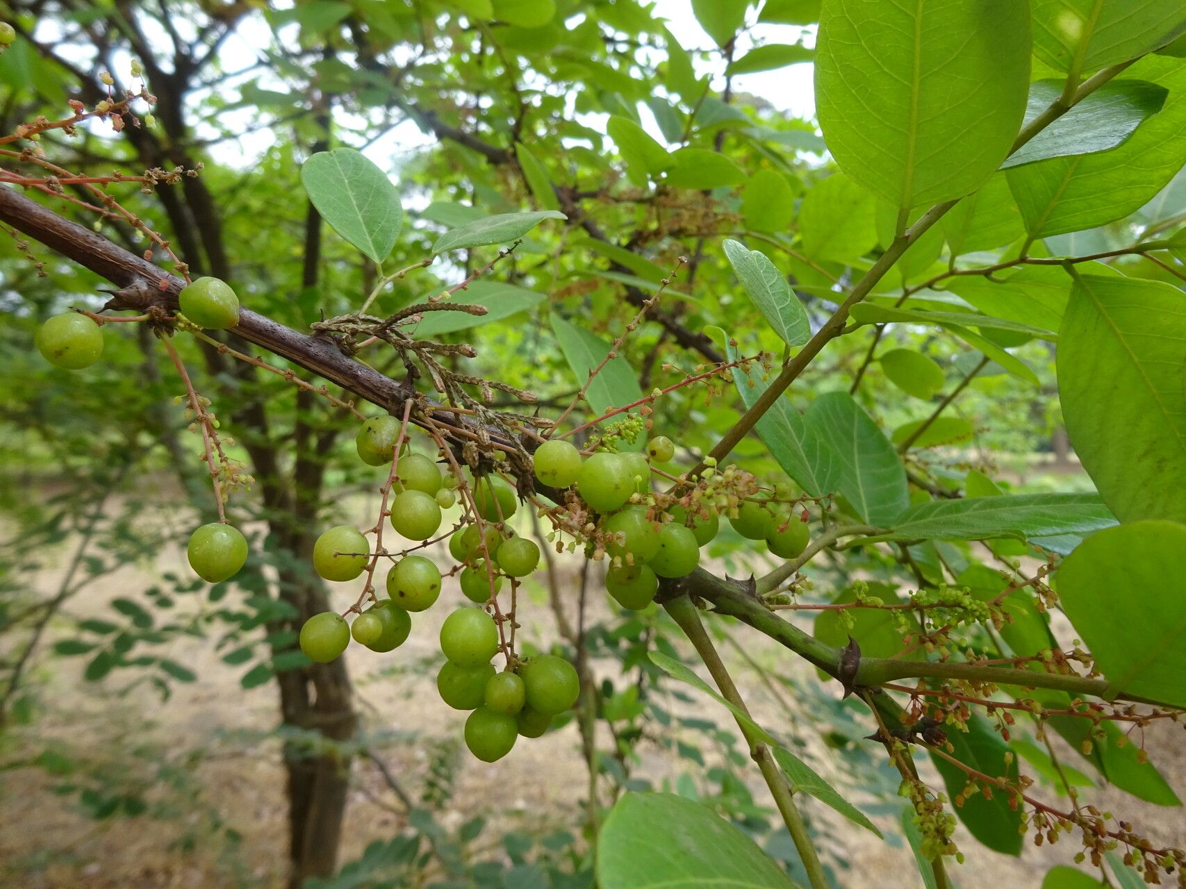 Phyllanthus muellerianus fruit