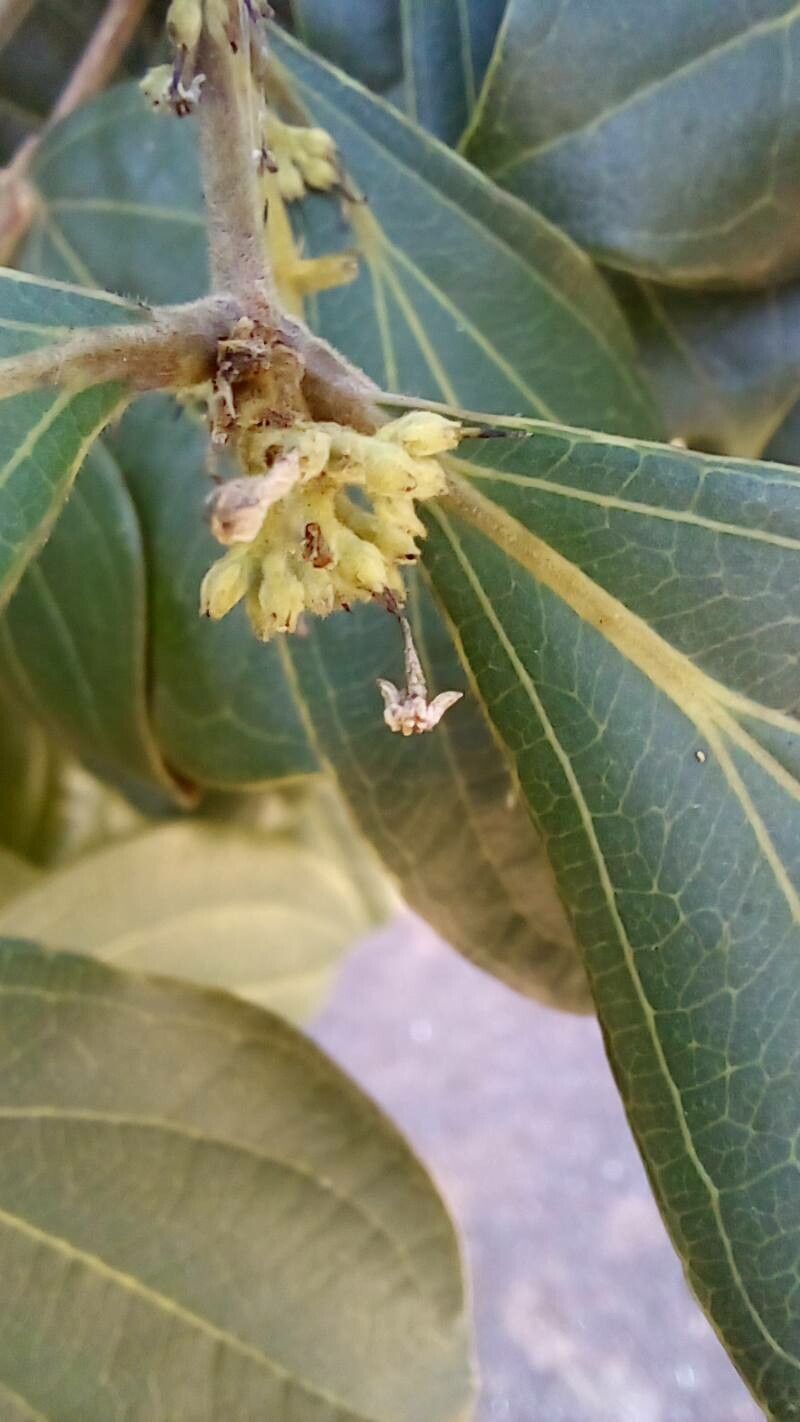 Strychnos pseudoquina flower
