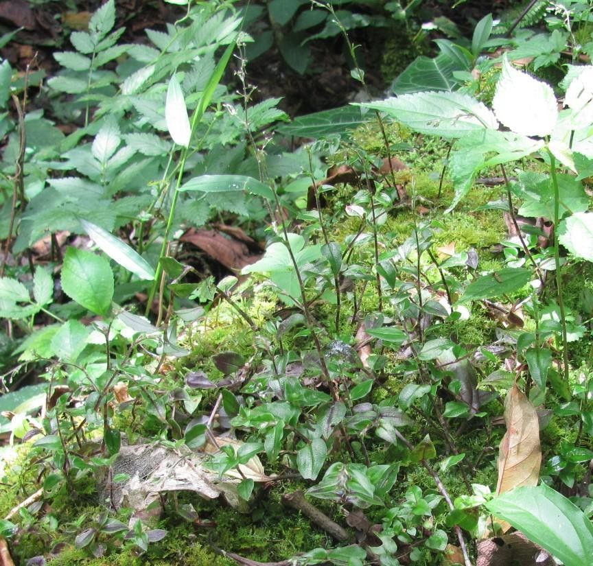 Callisia monandra — houseplant care guide