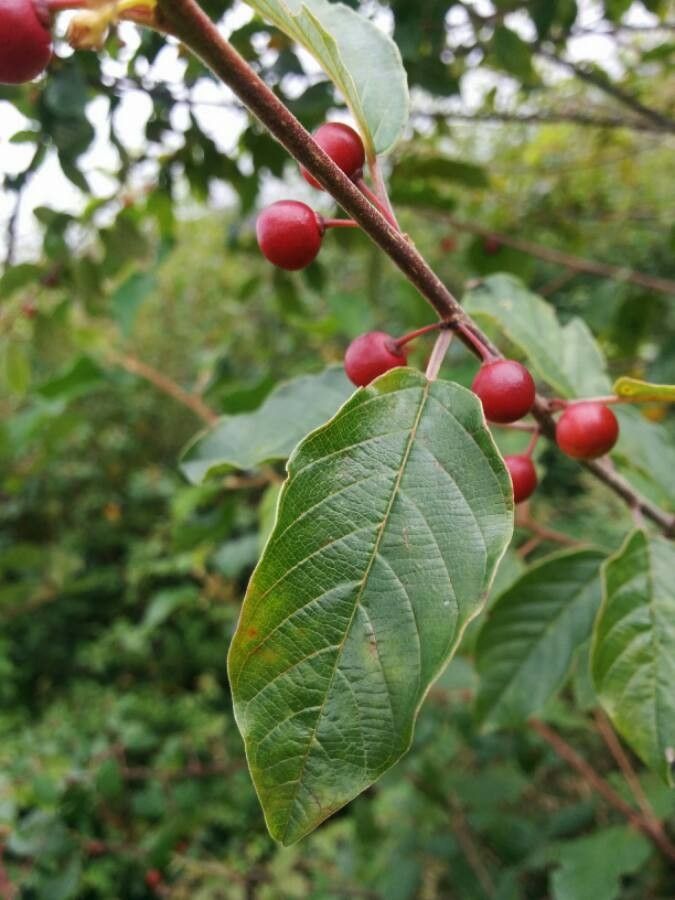 Frangula dodonei leaf