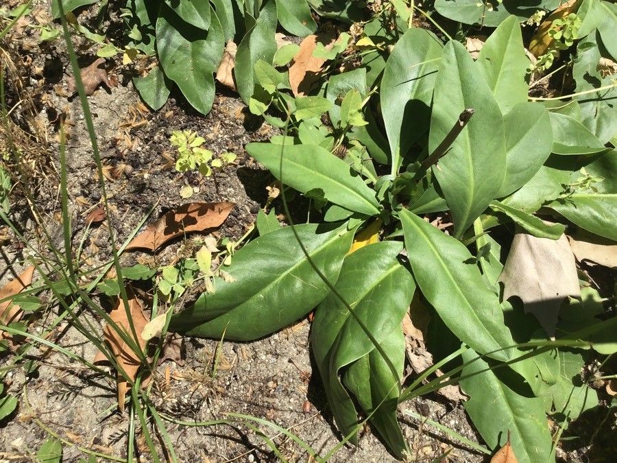 Limonium gmelinii — search result for 'Limonium'