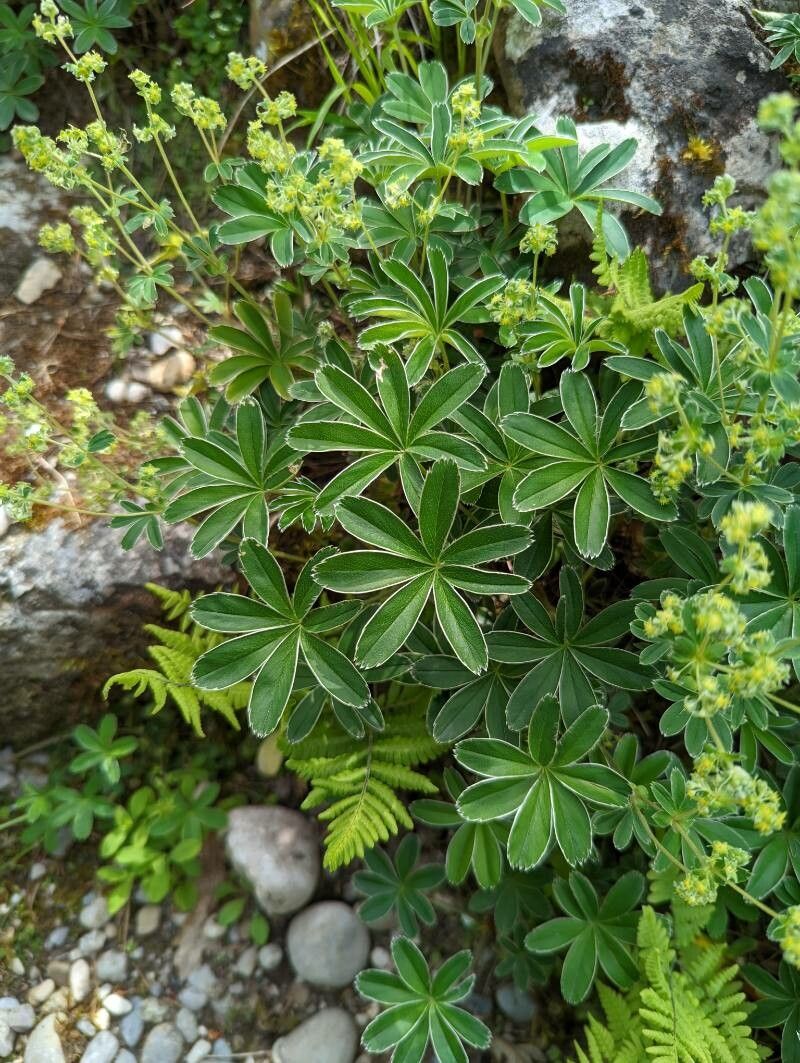 Alchemilla plicata leaf