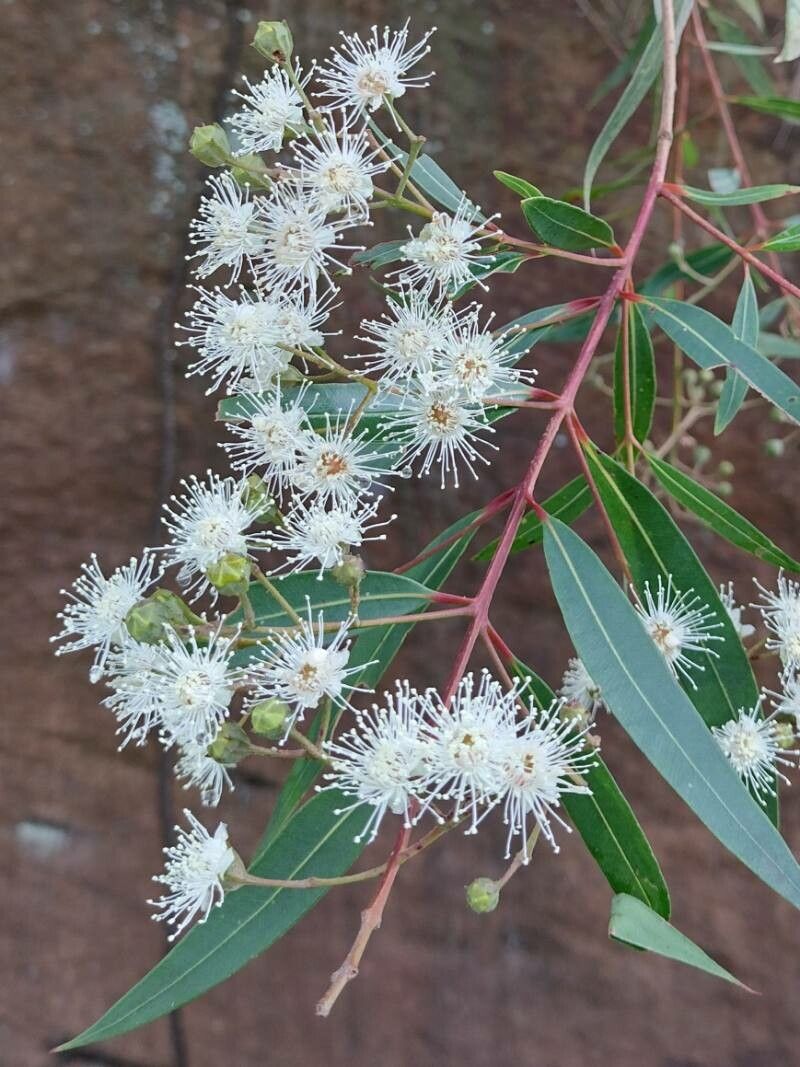 Angophora crassifolia flower