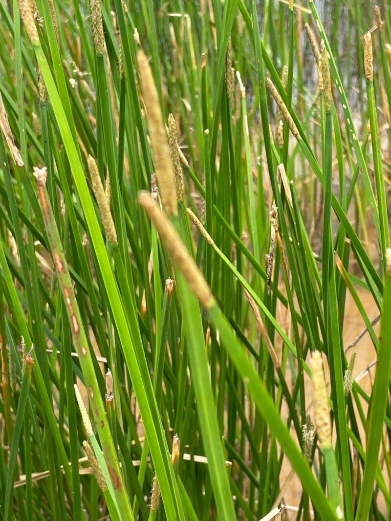 Eleocharis interstincta flower