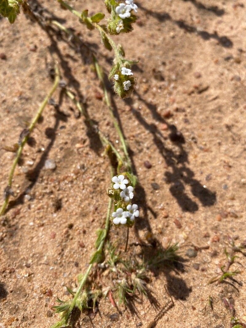 Plagiobothrys tenellus flower