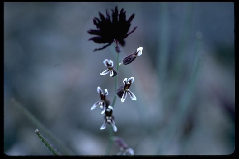 Streptanthus insignis — houseplant care guide