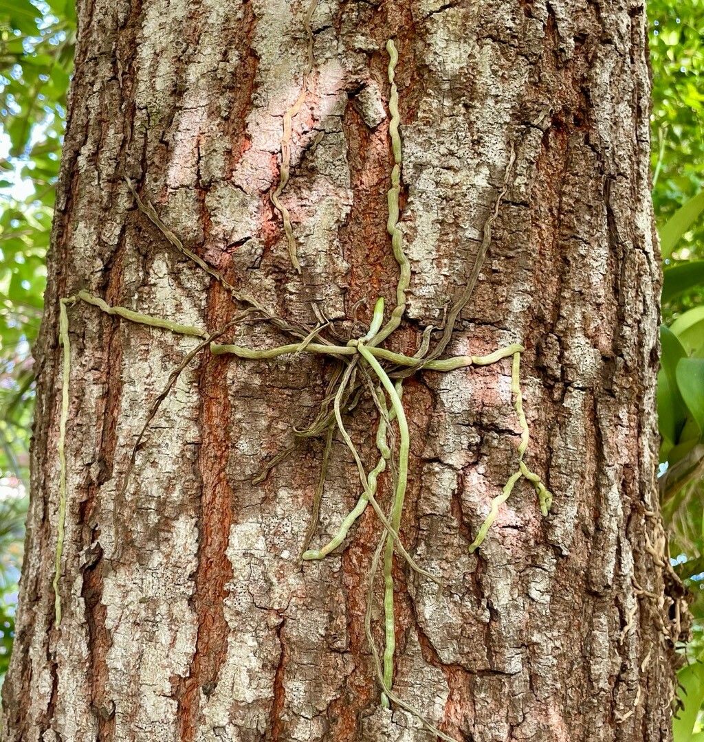 Dendrophylax fawcettii — related species from the same genus