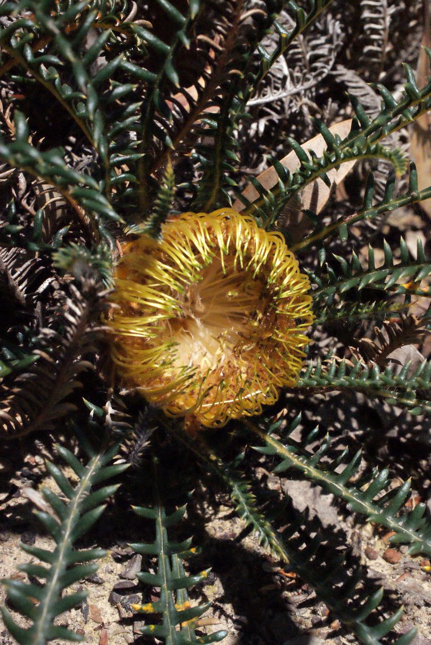 Banksia nivea flower