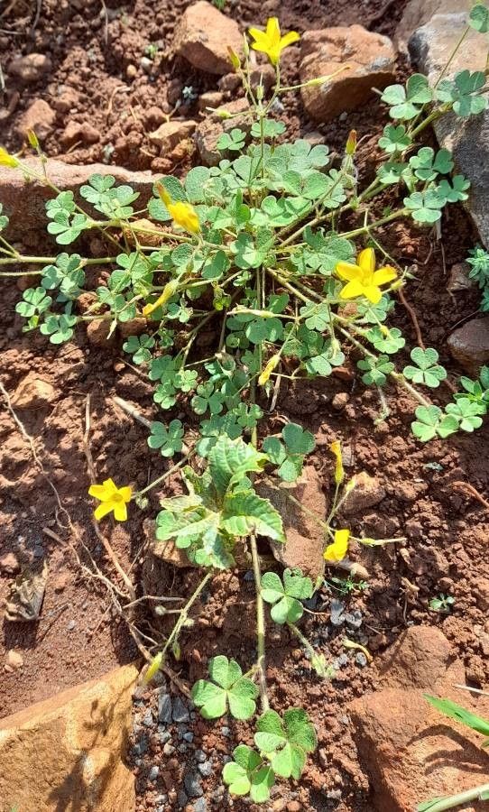 Oxalis niederleinii habit