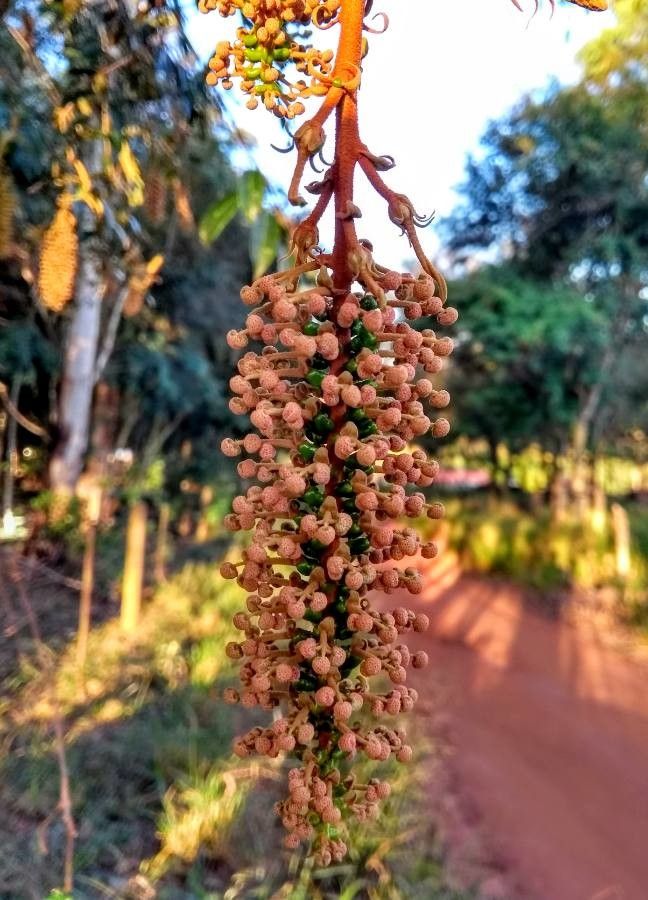 Mabea fistulifera fruit