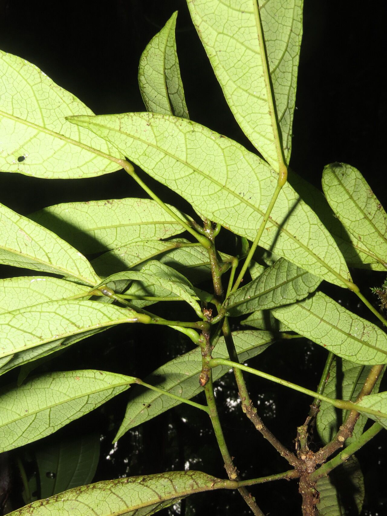 Morisonia discolor — houseplant care guide