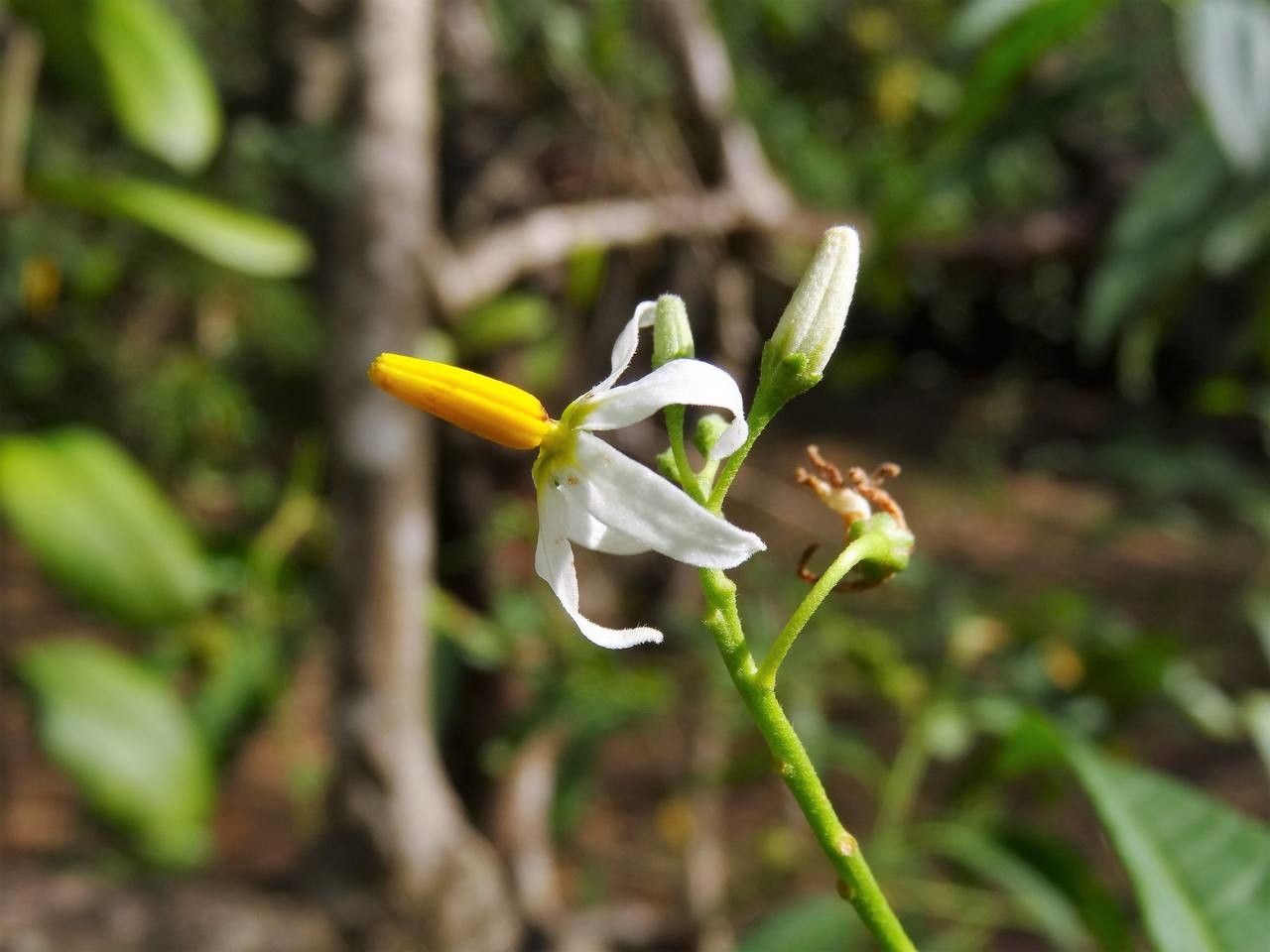 Solanum bahamense flower