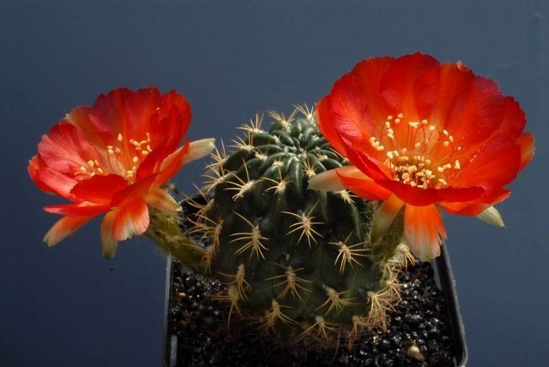 Chamaecereus saltensis — related species from the same genus